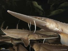 Tapeta National Geographic 406.jpg